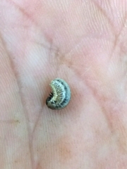 Chrysolina americana