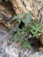 Notholaena standleyi