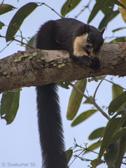 Ratufa bicolor