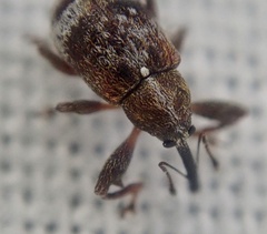 Anthonomus bituberculatus