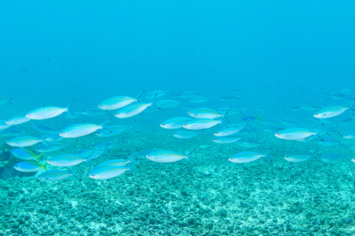 One-stripe fusilier — seen at this dive site