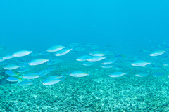 Pterocaesio tessellata