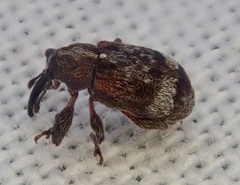 Anthonomus bituberculatus