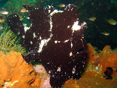 Antennarius commerson