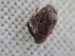 Anthonomus bituberculatus