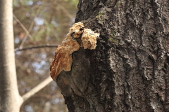 Steccherinum pseudozilingianum