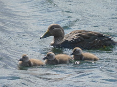 Tachyeres patachonicus