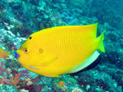 Apolemichthys trimaculatus