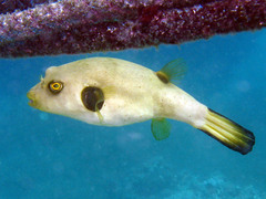 Arothron immaculatus