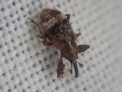 Anthonomus bituberculatus