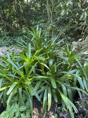 Guzmania lingulata
