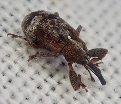 Anthonomus bituberculatus
