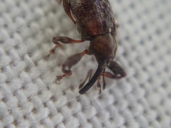 Anthonomus bituberculatus