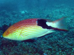 Bodianus loxozonus