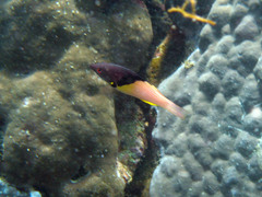 Bodianus mesothorax