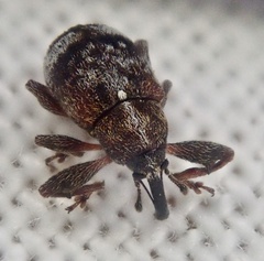 Anthonomus bituberculatus