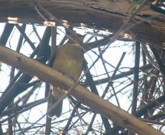 Turdus assimilis