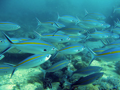 Caesio caerulaurea