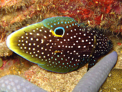 Calloplesiops altivelis