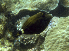 Cantherhines fronticinctus