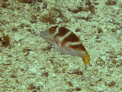 Canthigaster axiologus