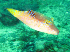 Canthigaster epilampra