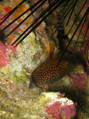 Canthigaster janthinoptera