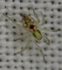 Nigma puella