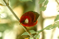 Cardellina rubra