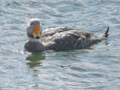 Tachyeres patachonicus