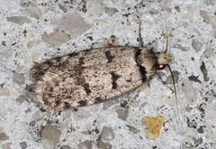 Scatochresis