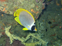 Chaetodon adiergastos
