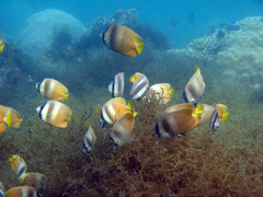 Chaetodon kleinii