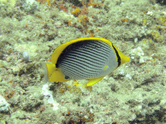 Chaetodon melannotus