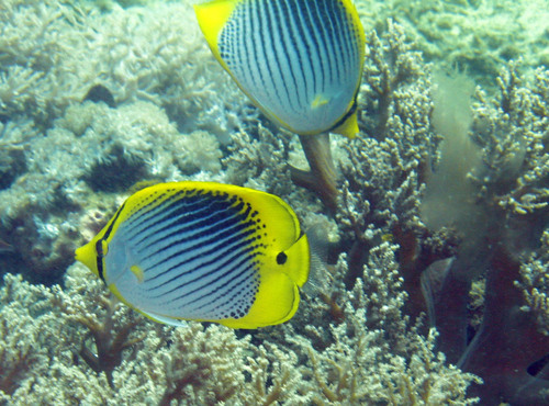 Staartvlek-koraalvlinder (Chaetodon ocellicaudus) — Chaetodontidae — 3