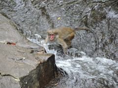 Macaca sinica
