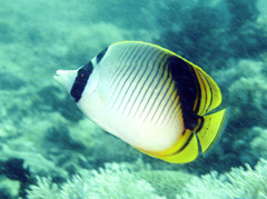 Chaetodon oxycephalus