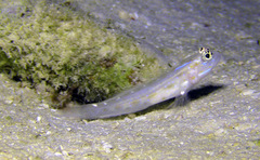 Ctenogobiops mitodes