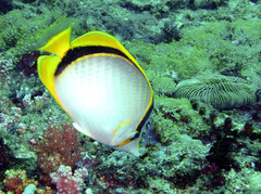 Chaetodon selene