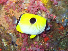 Chaetodon unimaculatus
