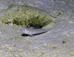 Ctenogobiops mitodes