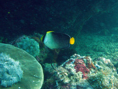 Chaetodontoplus mesoleucus