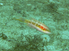 Oxycheilinus bimaculatus