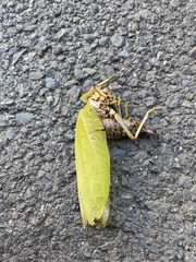 Zabalius ophthalmicus