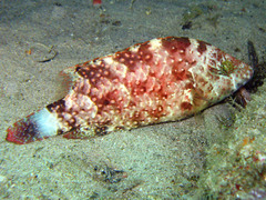 Cheilinus chlorourus