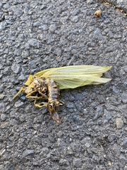 Zabalius ophthalmicus