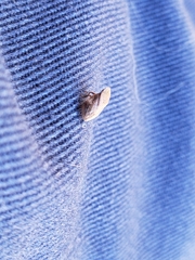 Lepyronia quadrangularis