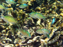 Chromis atripectoralis