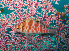 Cirrhitichthys aprinus