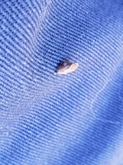 Lepyronia quadrangularis